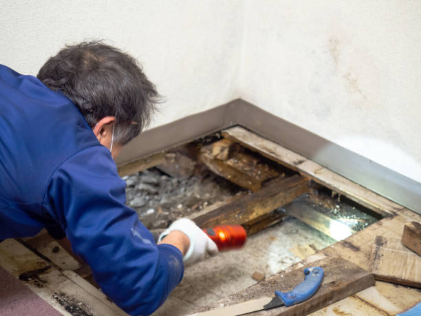 Best Professional Mold Removal  in De Pue, IL