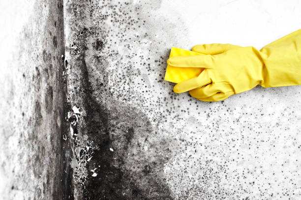 Best Mold Damage Repair  in De Pue, IL