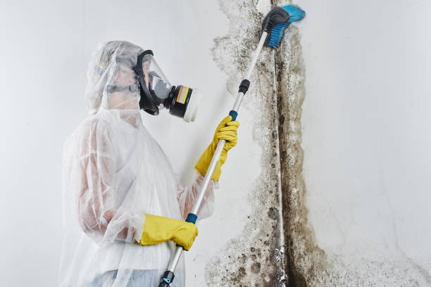 Best Mold Testing and Removal  in De Pue, IL