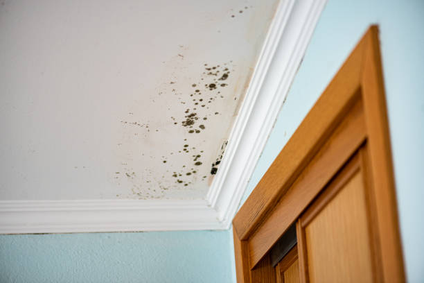 Best Toxic Mold Removal  in De Pue, IL