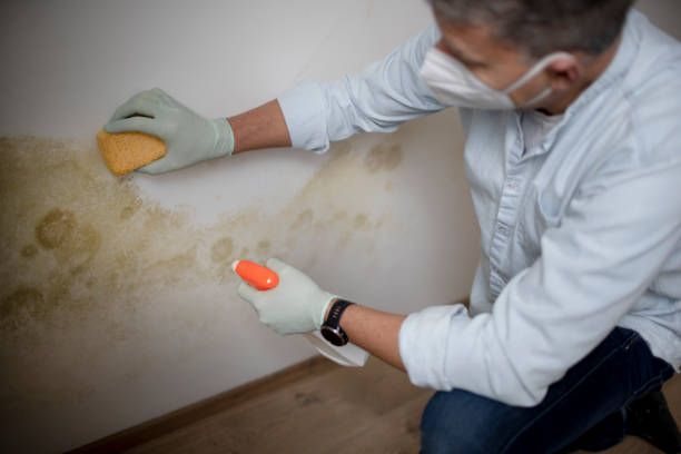 Best Commercial Mold Removal  in De Pue, IL