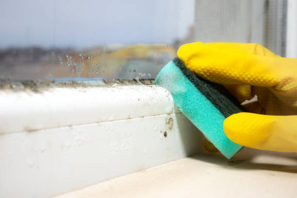 Professional Mold Removal in De Pue, IL