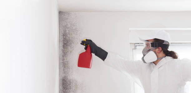 Mold Removal Process in De Pue, IL