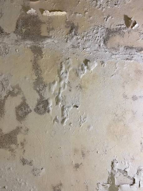 Best Home Mold Removal  in De Pue, IL
